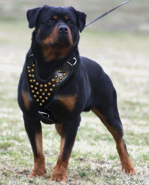 Rottweiler Studded Walking dog harness- handmade leather harness ... Rottweiler Studded Walking dog harness- handmade leather harness ...
