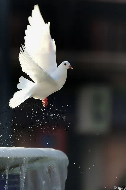 Such beauty..... | Birds and Butterflies | Pinterest | Palomas ...