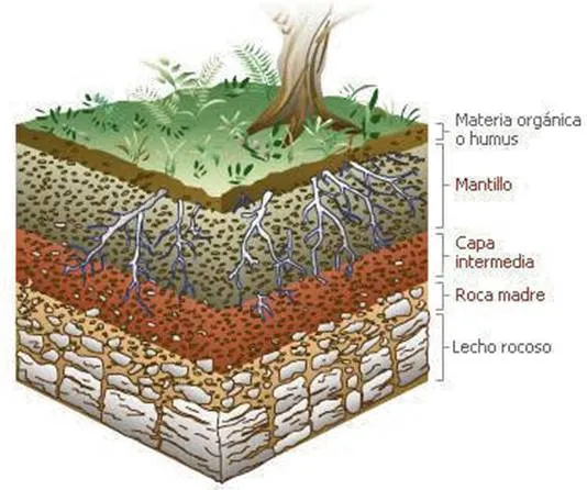 El suelo, importancia y tipos - Venezuela - Monografias.com