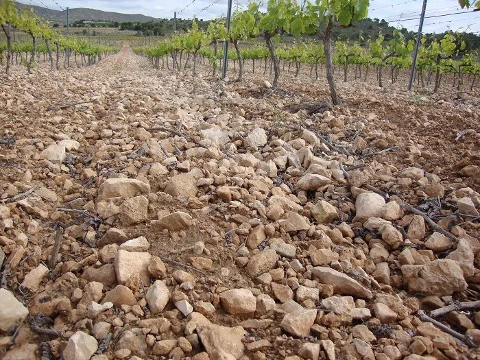 Los suelos en Casa Castillo y sus vinos de terruño | El Eco de Jumilla Los suelos en Casa Castillo y sus vinos de terruño | El Eco de Jumilla