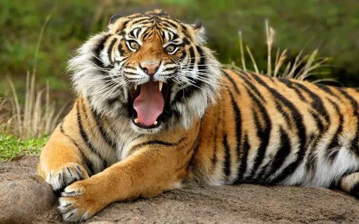 Sumatran Dangerous Tiger Wallpaper - http://www.56pic.com/animals ... Sumatran Dangerous Tiger Wallpaper - http://www.56pic.com/animals ...