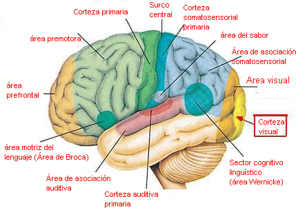 Sumérgete en el maravilloso mundo de nuestro Sistema Nervioso ... Sumérgete en el maravilloso mundo de nuestro Sistema Nervioso ...