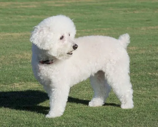 Super Cachorros – Fiona, una Super Cachorra rescatada Super Cachorros – Fiona, una Super Cachorra rescatada