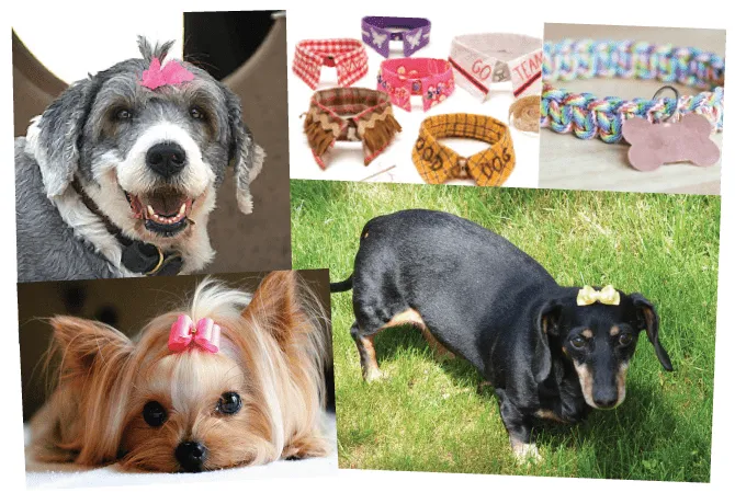 Super Cachorros – Moños para perros