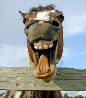 Gifs animales - Taringa!