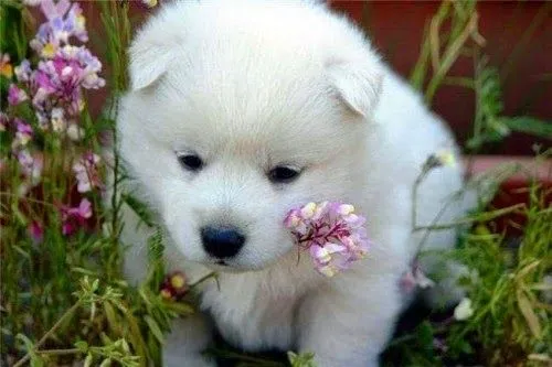 Super tierno perro con rosa en su boca - Imágenes Perros Lindos Super tierno perro con rosa en su boca - Imágenes Perros Lindos