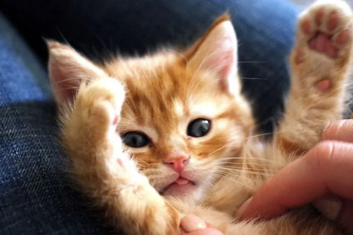 supermascotastur: gatitos tiernos y algunos graciosos supermascotastur: gatitos tiernos y algunos graciosos