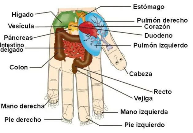 Imagen de la mano y sus partes - Imagui