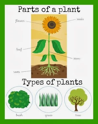 Susana's English Class: Plants!