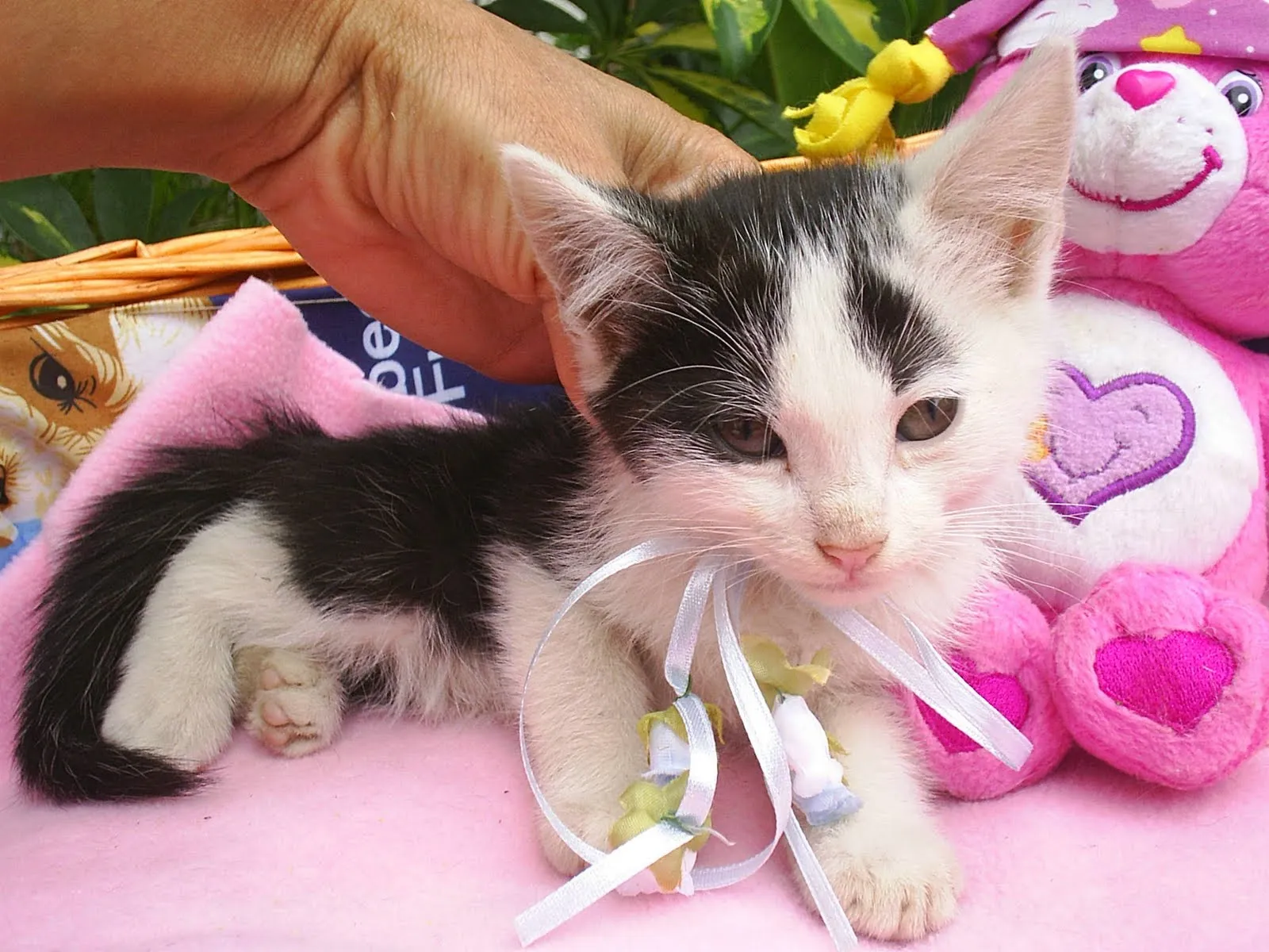 Susy Adopciones Gatitos rescatados : http://www.facebook.com ...