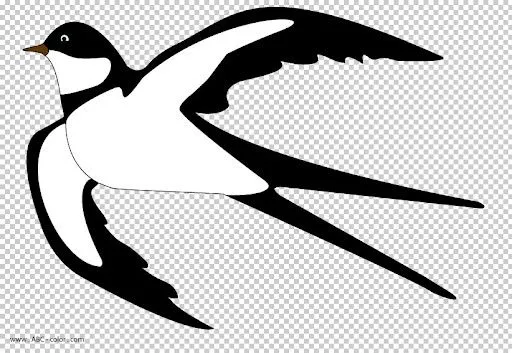 swallow-picture-color.jpg? ...