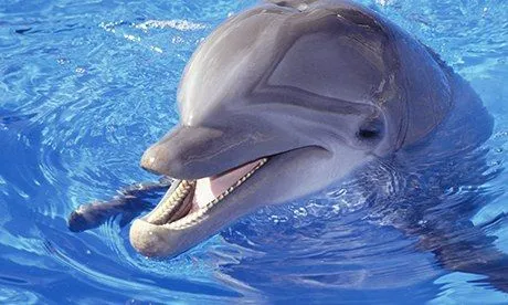 Swim with dolphins, then eat them in a cafe? Give the poor ... Swim with dolphins, then eat them in a cafe? Give the poor ...