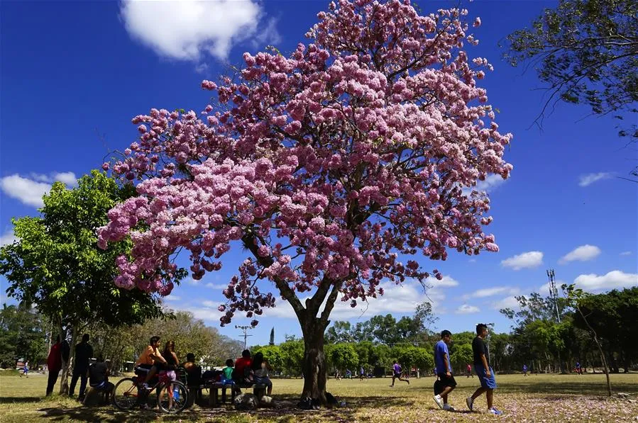 Tabebuia Rosea