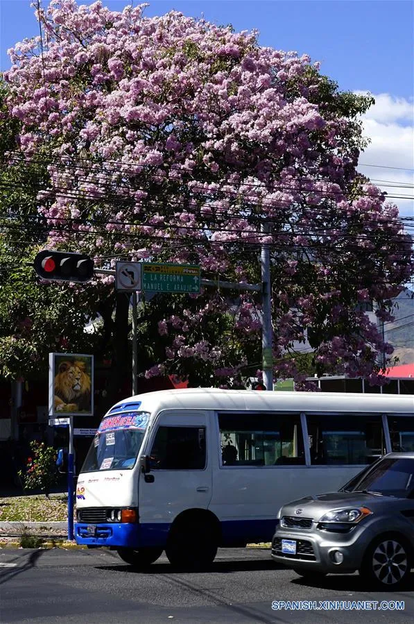 Tabebuia Rosea