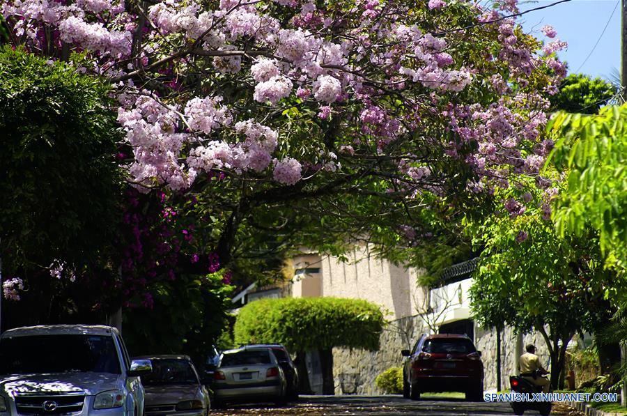 Tabebuia Rosea