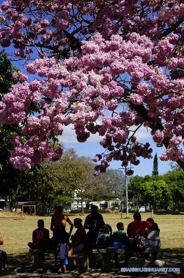 Tabebuia Rosea