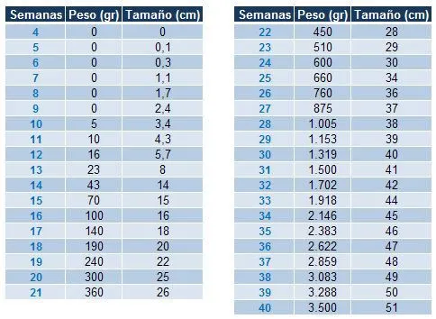 Tablas de medidas y peso del feto | Percentiles del feto