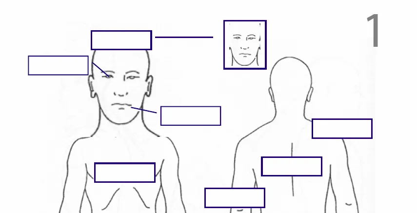 Partes del cuerpo humano con imagenes - Imagui Partes del cuerpo humano con imagenes - Imagui