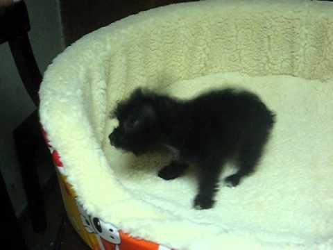 TACITA DE TE NEGROS MINI TOYS BOGOTA 3138210402- 3132146237-FIJO ... TACITA DE TE NEGROS MINI TOYS BOGOTA 3138210402- 3132146237-FIJO ...