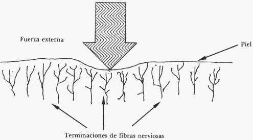 El tacto (la piel) - Monografias.com
