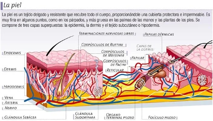 El tacto y sus partes - Imagui