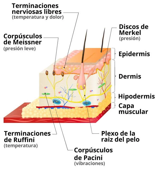 Qué es el tacto (sus partes y funciones) - Significados Qué es el tacto (sus partes y funciones) - Significados