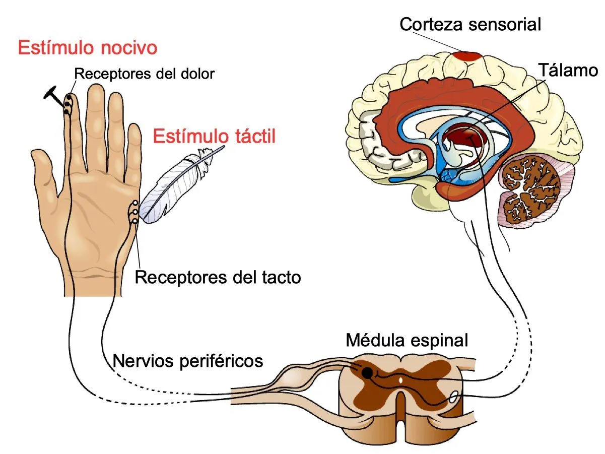 Qué es el tacto (sus partes y funciones) - Significados Qué es el tacto (sus partes y funciones) - Significados