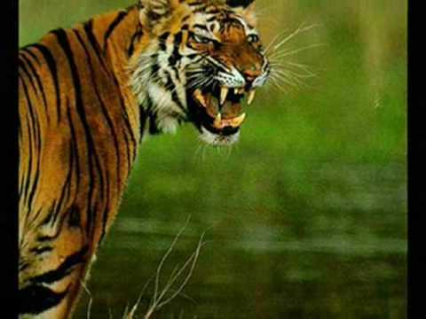 Taiger Burning Bright - YouTube Taiger Burning Bright - YouTube