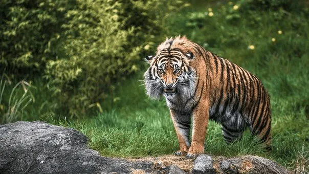 Taiger Man - Google+ Taiger Man - Google+