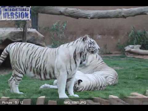 taiger - YouTube taiger - YouTube