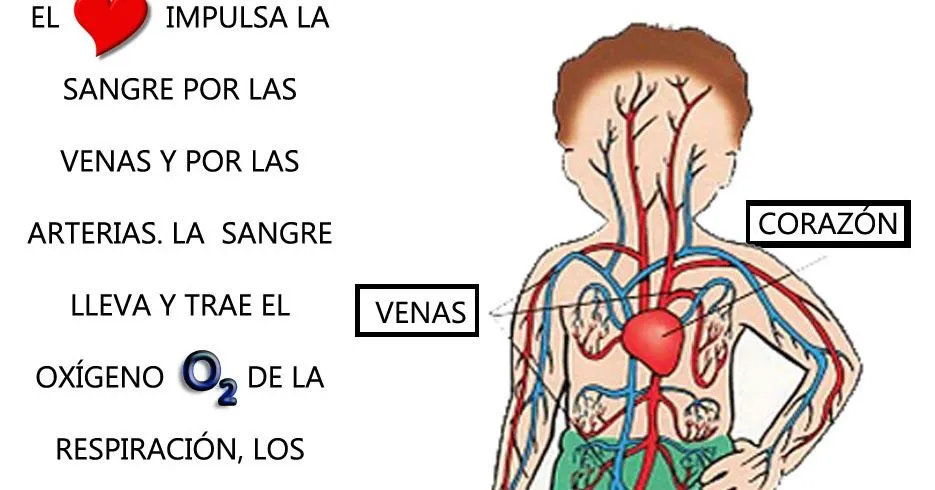 tajuela: EL SISTEMA CIRCULATORIO