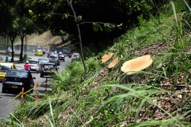 Ya han talado 214 árboles por las obras del Tercer Carril en ... Ya han talado 214 árboles por las obras del Tercer Carril en ...