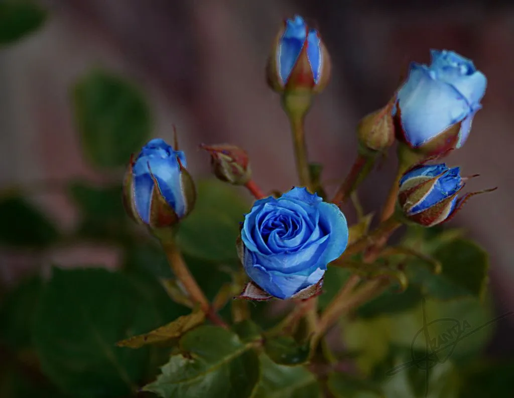 El taller de la brujaMar: FLORES AZULES
