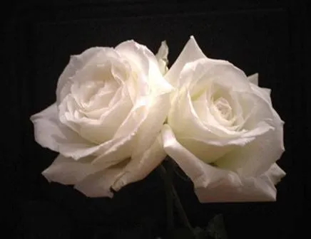El taller de la brujaMar: Solo,Rosas blancas El taller de la brujaMar: Solo,Rosas blancas