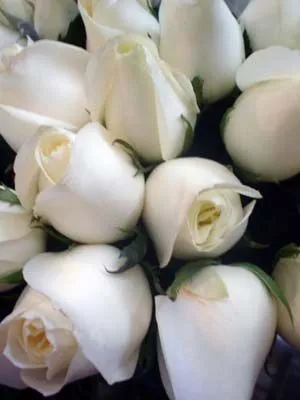 El taller de la brujaMar: Solo,Rosas blancas El taller de la brujaMar: Solo,Rosas blancas