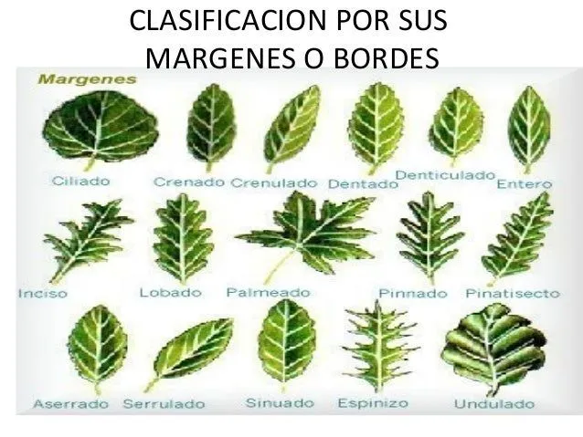 taller-de-clasificacion-de- ...