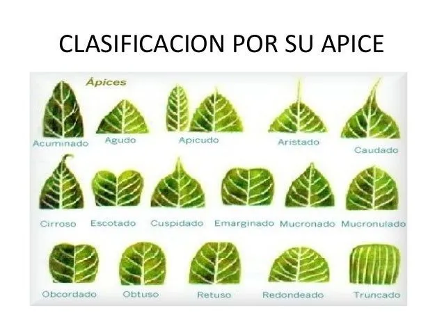 taller-de-clasificacion-de- ...