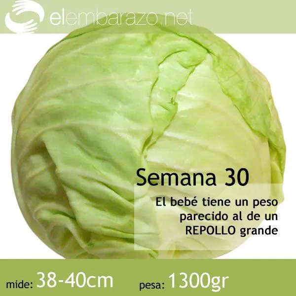 El tamaño de tu bebé, semana a semana | elembarazo.net El tamaño de tu bebé, semana a semana | elembarazo.net