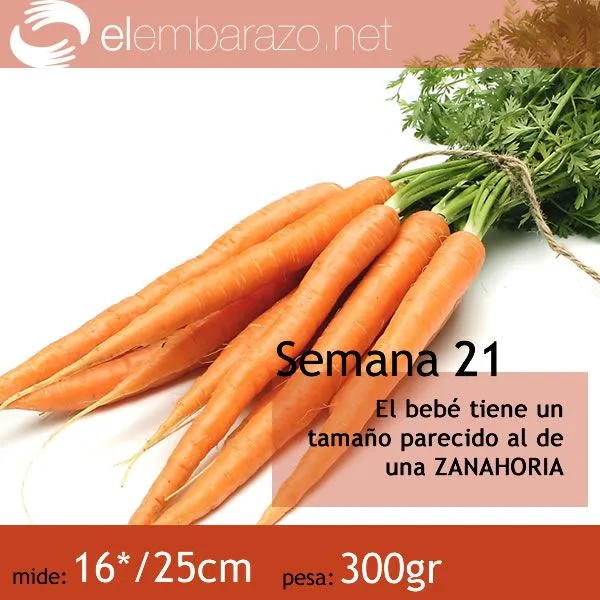 El tamaño de tu bebé, semana a semana | elembarazo.net El tamaño de tu bebé, semana a semana | elembarazo.net