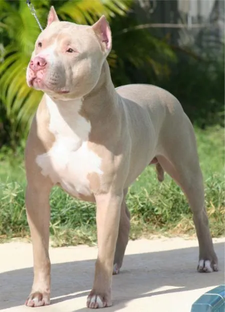 TAMAÑO | DOGBLOG | Página 2