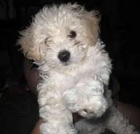 Raza de Perro Fresh Poodle o Caniche.
