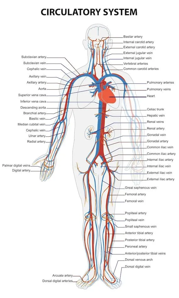 Varios tamaños Póster Recurso de aprendizaje educativo Salud Sistema circulatorio humano Médico Visual Learning Wall Chart School College Anatomy - Etsy México Varios tamaños Póster Recurso de aprendizaje educativo Salud Sistema circulatorio humano Médico Visual Learning Wall Chart School College Anatomy - Etsy México