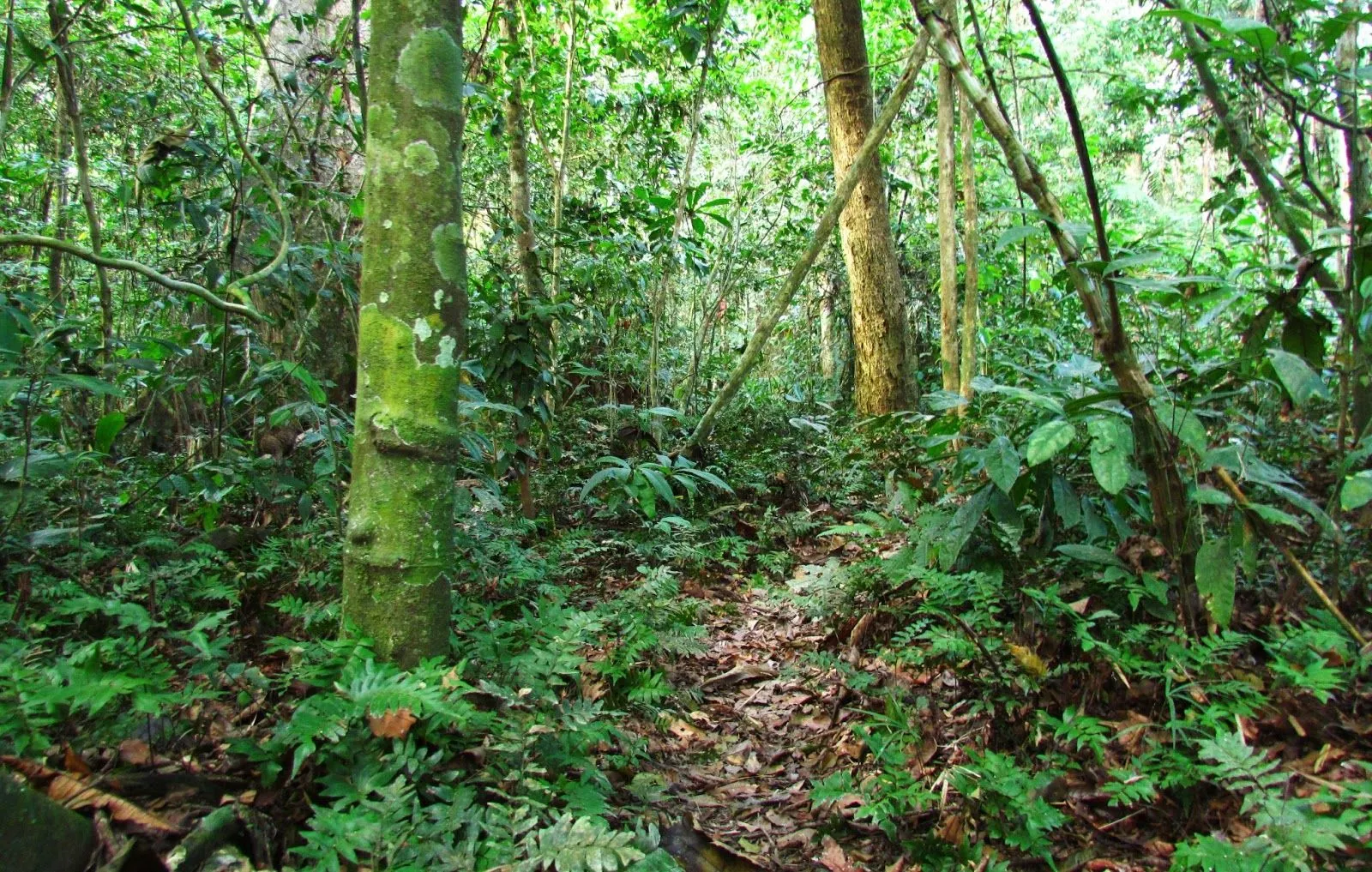 Tambopata Homestays: Caminatas en la selva