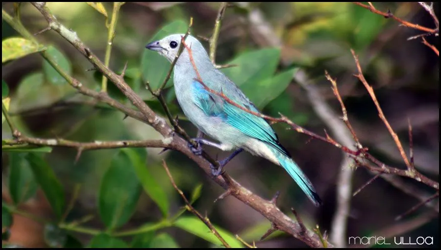 Tangara Azuleja / Blue- gray Tanager/ Thraupis episcopus | ENLODADOS