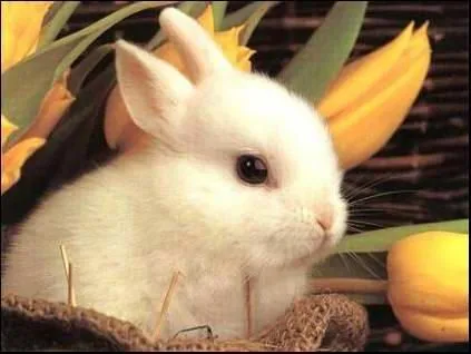 Imagenes tiernas de conejitas - Imagui