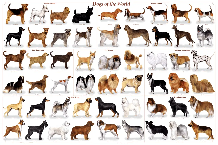 Por que hay tantas razas de perros | La razas de perros mas Famosas Por que hay tantas razas de perros | La razas de perros mas Famosas