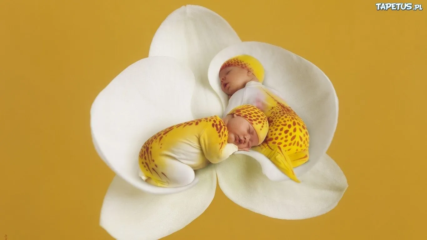 Tapeta Dwa, ?piace, Bli?niaki, Storczyk, Anne Geddes Tapeta Dwa, ?piace, Bli?niaki, Storczyk, Anne Geddes