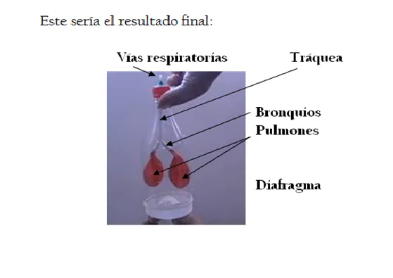 taquiamila: El aparato respiratorio y una botella que respira