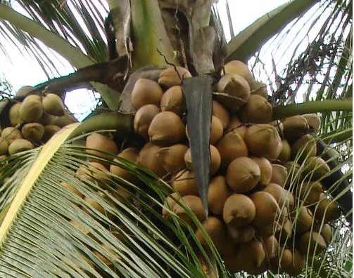 Cuanto tarda una palmera de cocos en dar cocos? - Foro de InfoJardín Cuanto tarda una palmera de cocos en dar cocos? - Foro de InfoJardín