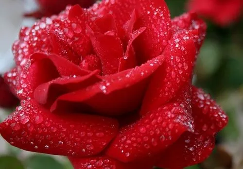 Consigue una tarjeta para San Valentín gratis en la Floristería ...